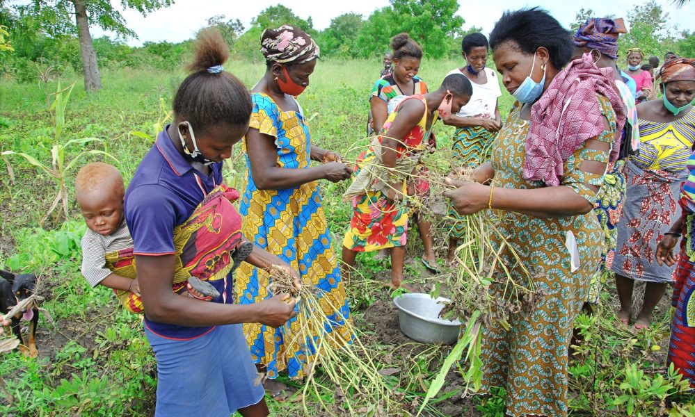 La Banque Mondiale donne priorité à l'agriculture au Togo